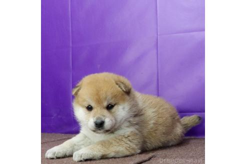 成約済の愛知県の柴犬-373925の4枚目